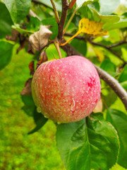 Ripe apples after the rain with drops of water hang on a branch. Autumn.