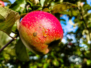 Ripe apples after the rain with drops of water hang on a branch. Autumn.