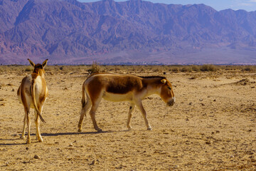 Onager in the Yotvata Hai-Bar Nature Reserve