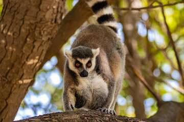 female ring tailed lemur on a tree