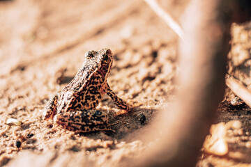 Partially blurred image of yellow-black lake frog, sitting on sand in the sun