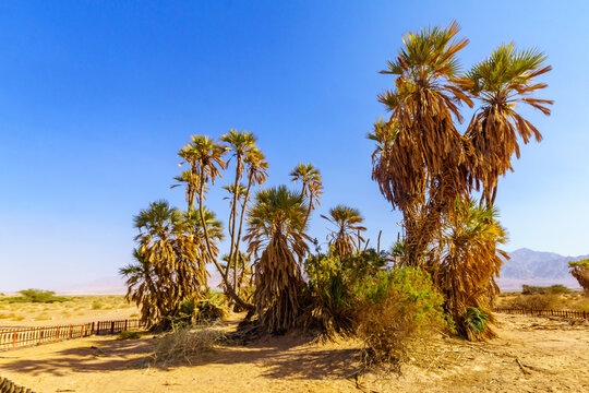 Doum palm trees (Hyphaene thebaica)