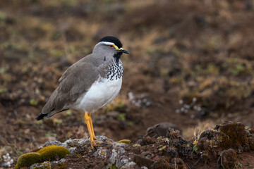 Spot-breasted Lapwing - Vanellus melanocephalus, beatiful lapwing endemic to the Ethiopian highlands, Bale mountains, Ethiopia.
