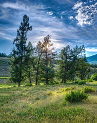 Obraz premium scenic forest view on a summer day