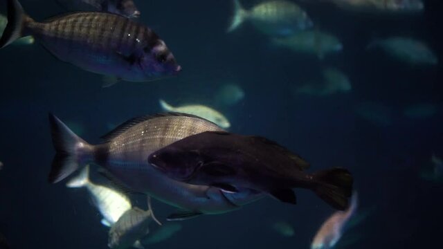 The Fishes in the aquarium close up