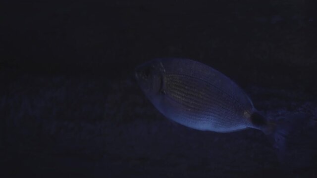The Fishes in the aquarium close up
