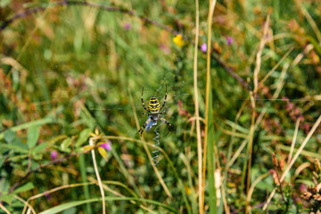 Close-up of a spider in its web. Yellow and black spider, like a wasp, in its web upside down, while it has a prey trapped between its legs, in the background the vegetation