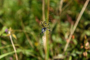 Close-up of a spider in its web. Yellow and black spider, like a wasp, in its web upside down, while it has a prey trapped between its legs, in the background the vegetation