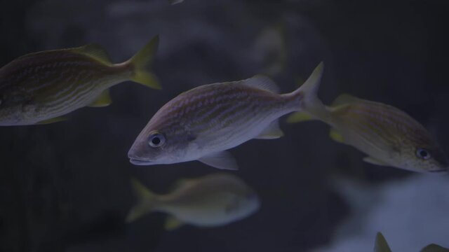 Fishes close up view