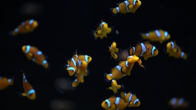 Fishes close up view