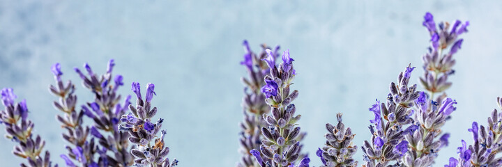 Lavender panorama, lavandula plants, aromatic herb panoramic banner on a blue background
