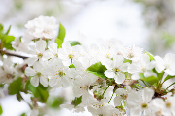 White cherry blossoms close-up. Cherry branch with young green leaves and snow-white flowers in spring on natural background, Cerasus vulgaris Mill. 
