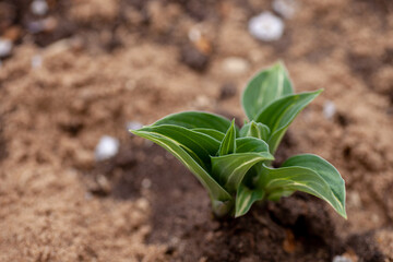 Hostas bush in garden. Young hostas sprouts with small variegated leaves in fertile ground and mulch from bark on sunny spring day, Funkia. 