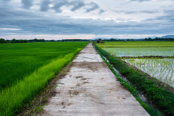 Fototapeta na wymiar Young rice and pathway in fields. Rice field with pathway. Pathway in the middle of rice fields.