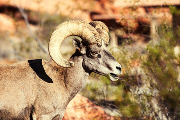 Bighorn Sheep close up