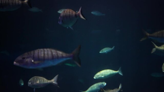 Fishes close up view