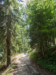 Fototapeta premium Path in the forest with trees and sky