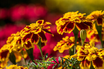 マリーゴールドの品種は山ほどありますが、勝手に一番好きな種類だけご紹介！