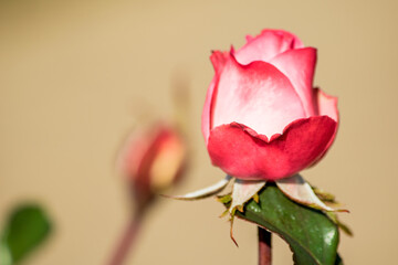 バラの品種は無限大に近い！？古代ギリシアやローマのバラは愛の女神の代名詞でもあったようです。