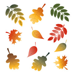 Obraz premium Set of flat art Fall leaves in bright warm red, yellow, orange and brown Autumn colors isolated on white background