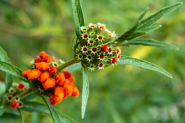 あまり目にすることがないレオノティスレオヌルス、別名をライオンズイヤー(ライオンの耳)というそうでとても珍しい花です。