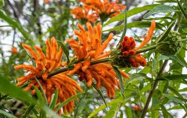 あまり目にすることがないレオノティスレオヌルス、別名をライオンズイヤー(ライオンの耳)というそうでとても珍しい花です。