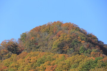 様々な木が紅葉している、秋の山