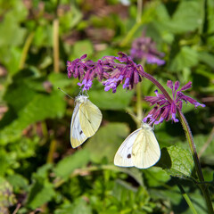 Two white butterflies sit on a purple flower.