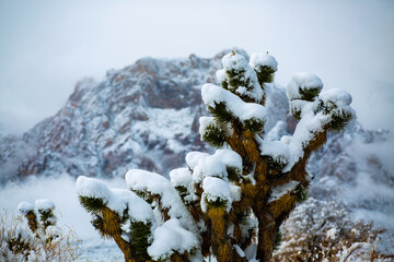 Snow in the desert