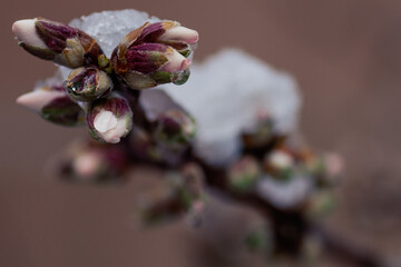 Almond buds in the snow