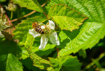 a bee pollinates a blackberry flower