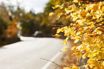 An empty road street in a colorful autumn environment of yellow orange leaves. A beautiful autumn season in the open air. Natural background, copy space. Web banner for a website, mockup of a postcard