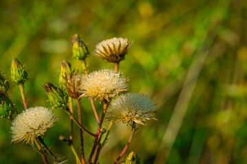 dew drops on the down of flowers of field plants