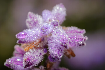 Lavender flowers in the morning