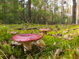 red mushroom in the pine forest