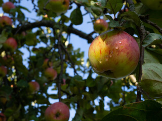 ripe red apples on a branch close-up on a sunny day, ready to harvest.