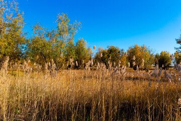 Fototapeta premium autumn landscape with trees and reeds