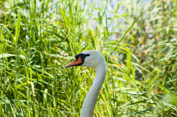 White swan head closeup profile view with selective focus on foreground