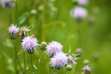 Creeping thistle in bloom closeup view with green blurry background