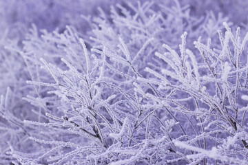 Frost on the branches in winter day. Hoar frosted plants as nature pattern. Textured seasonal blue...