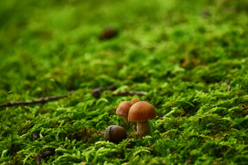 苔の中から顔を出した茶色いキノコ
