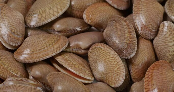 Fresh raw seafood clam on plate