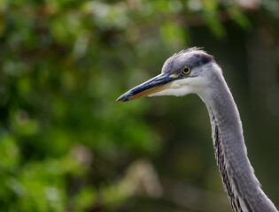 close up of grey heron