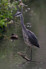 close up of grey heron