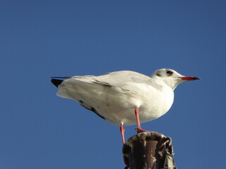 seagull on a blue sky