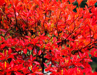 長野県　ツツジの紅葉