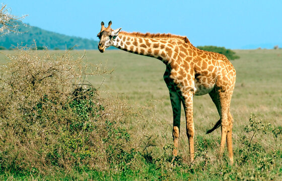 Girafe Masaï, giraffa tippelskirchi Serengeti Afrique