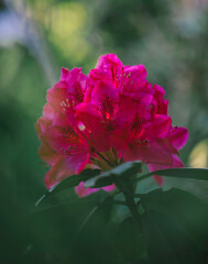 Piękny kwiat rododendrona, różanecznika w ogrodzie - obrazy, fototapety, plakaty