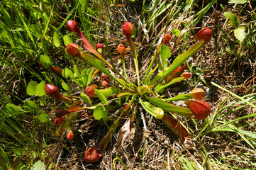 The parrot pitcher plant (Sarracenia psittacina var. okefenokeensis) in natural habitat, view from...