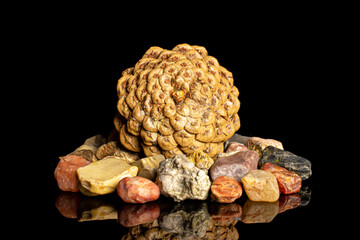 One whole beautiful pine cone with colorful rocks isolated on black glass